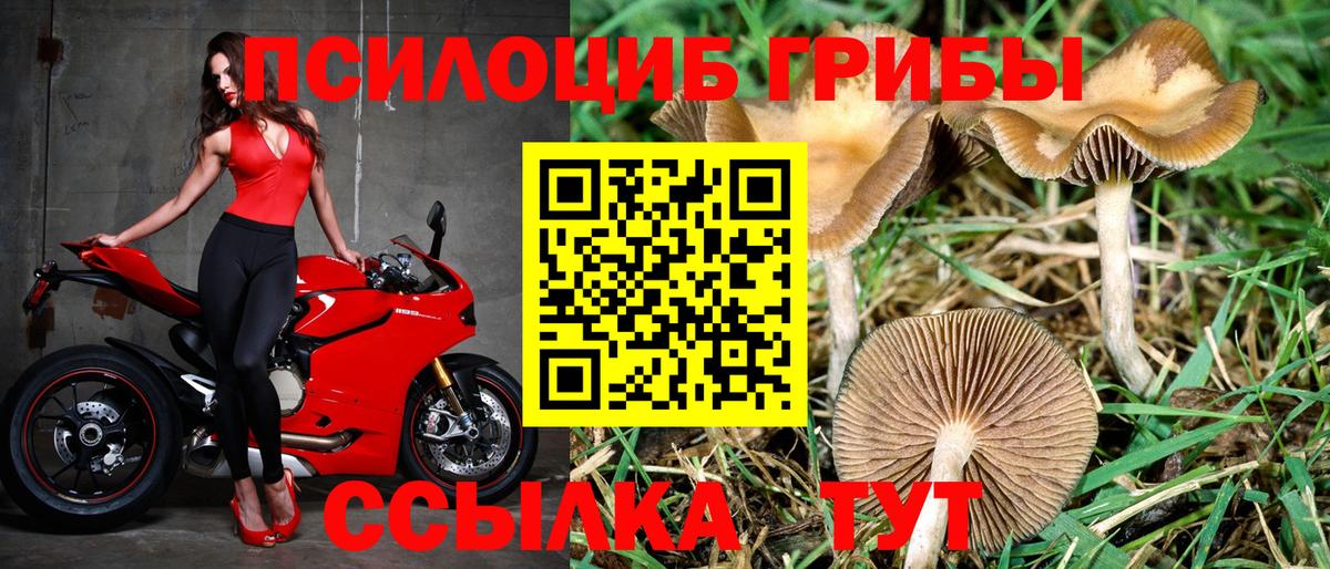 Псилоцибиновые грибы Cubensis  Гуково  сколько стоит  Галлюциногенные грибы мухоморы 