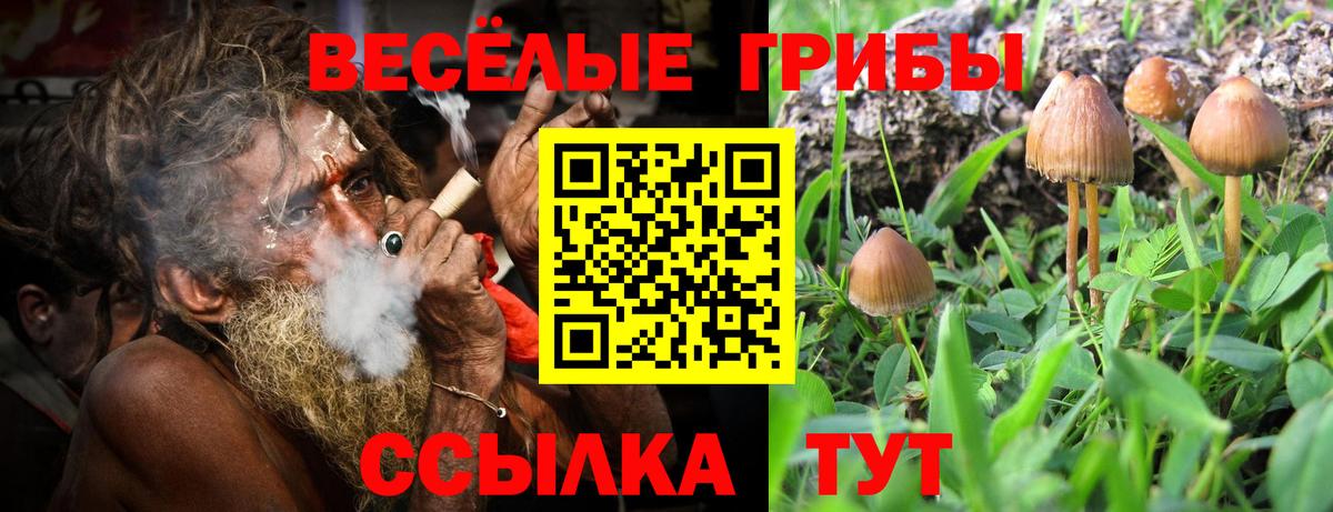 Псилоцибиновые грибы Psilocybe Гуково
